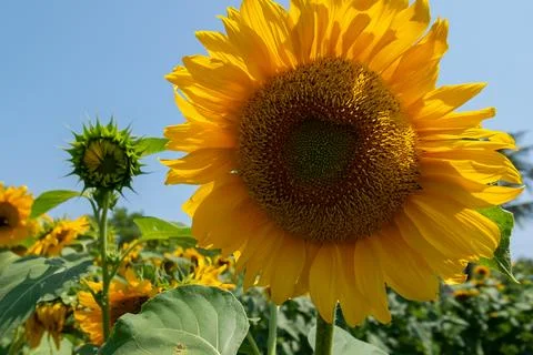 Blooming sunflowers Stock Photos