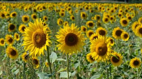 Blooming sunflowers Stock Photos