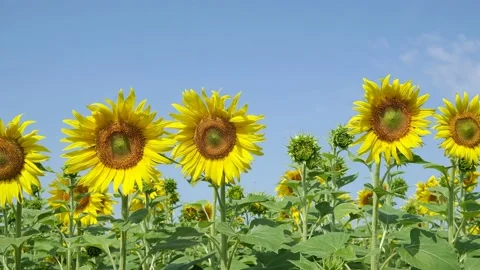 Blooming Sunflowers Stagger In The Wind In Clear Weather. Видео 158085137