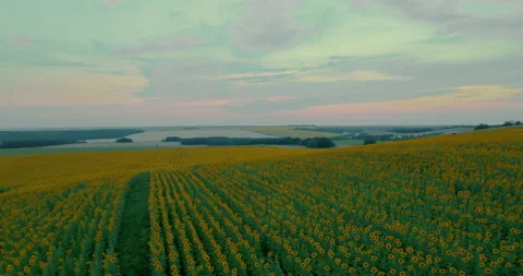 Blooming sunflowers stand in rows, endless fields. Sunflower harvest Stock Footage 218980853