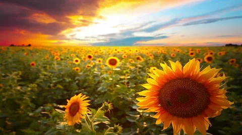 Blooming sunflowers at sunset Video stock 58747170