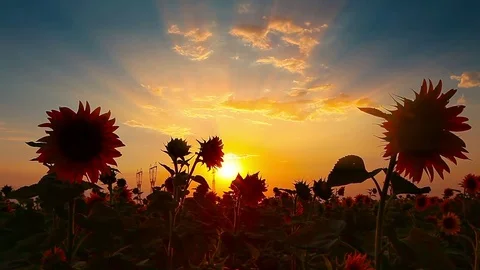 Blooming sunflowers at sunset Stock Footage 85362541