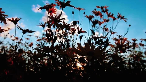 Blooming sunflowers at sunset Stock Footage 85412244