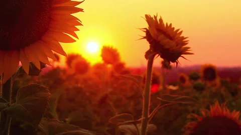 Blooming sunflowers at sunset 库存影片 98702535