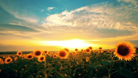Blooming sunflowers at sunset Stock Footage 104618334