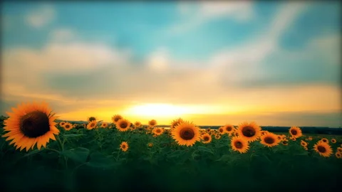 Blooming sunflowers at sunset Stock Footage 123763002