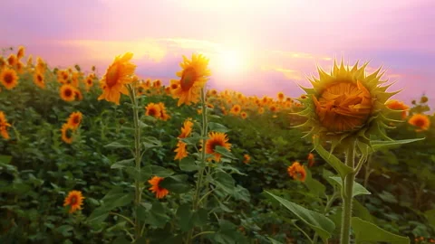Blooming sunflowers at sunset Stock Footage 132790774