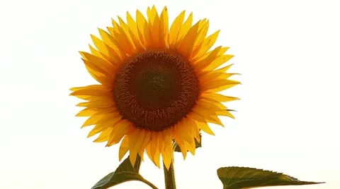 Blooming sunflowers on a white background Stock Footage 20452774