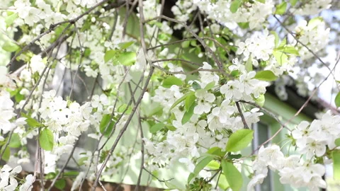 Blooming Sweet Bird-Cherry Tree in Spring. Stock Footage 154870588