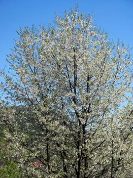 Blooming sweet cherry tree with white flowers against blue sky in spring Stock Photos