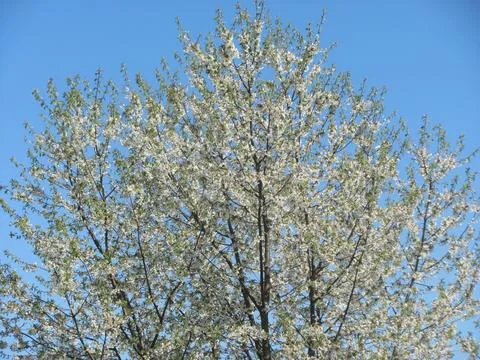 Blooming sweet cherry tree with white flowers against blue sky in spring Stock Photos