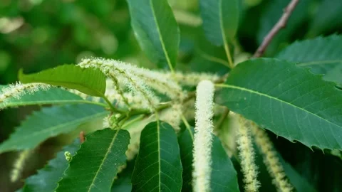 Blooming sweet chestnut tree with catkins Stock Footage 337942578