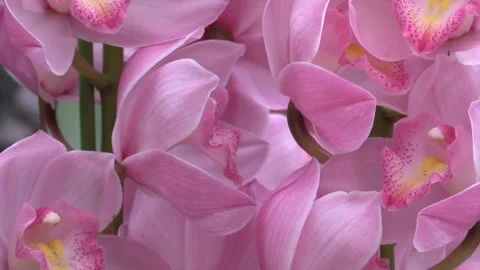 Blooming Symphony of Orchids Stock Footage 327493948