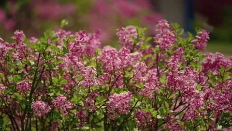 Blooming Syringa bush in park Stock Footage 243279900
