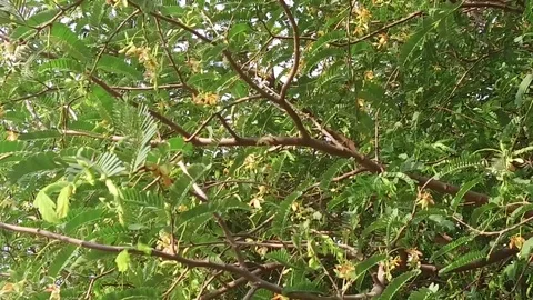 Blooming Tamarind Stock Footage 77573039