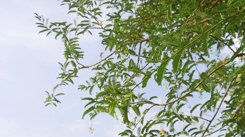 Blooming Tamarind Stock Footage 77573433