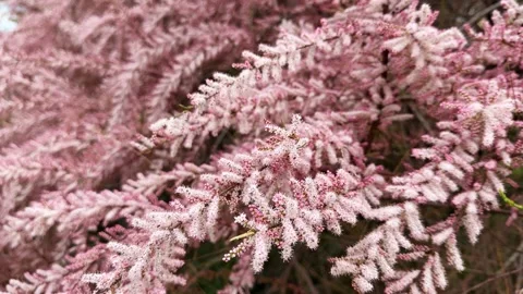 Blooming tamarix shrub branches close up. Pink tamarisk flowers Stock Footage 335873156