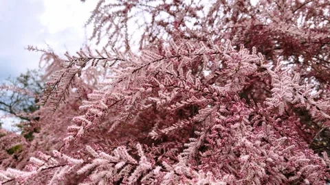 Blooming tamarix shrub branches close up. Stock Footage 336544270