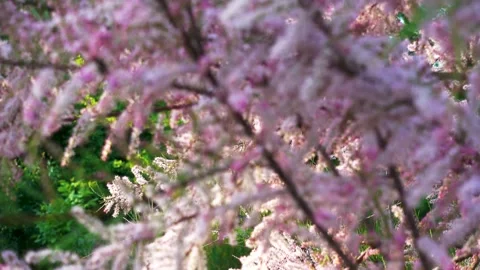 Blooming tamarix in spring in the park. Camera movement. Stock Footage 243497497