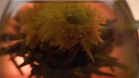 Blooming tea flower Stock Footage 121035876