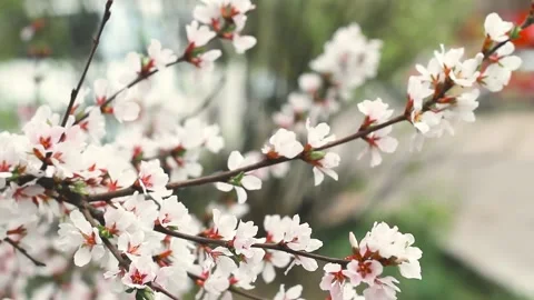 Blooming tender cherry closeup, white branch of sakura bush in spring by road 스톡 동영상 146122598