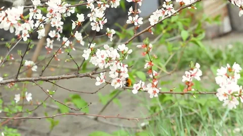 Blooming tender spring cherry and bumblebee collects pollen from sakura flowers 스톡 동영상 146154066