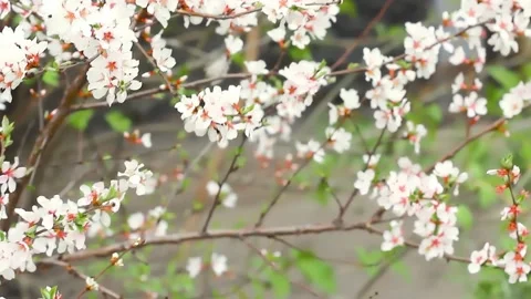 Blooming tender spring cherry and bumblebee collects pollen from sakura flowers Video stock 146591952
