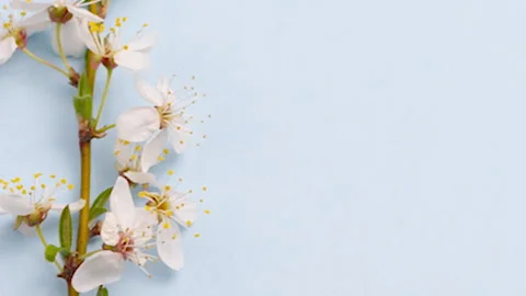 Blooming tender tree twig with white small flowers on pastel blue background Stock Footage 159882599