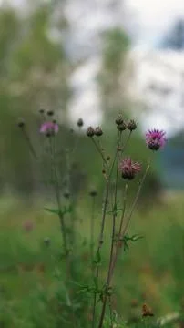Blooming thistle on a blurred forest background Stock Photos