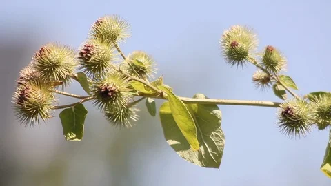 Blooming thistle close up Stock Footage 93929644
