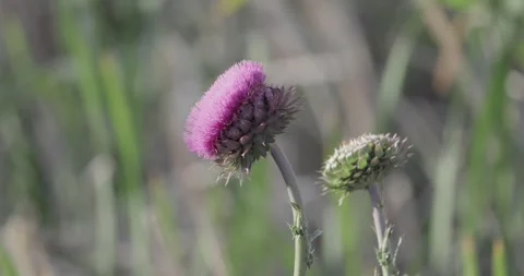Blooming thistle close up with shallow depth of field in morning light. Stock Footage 336637546