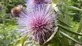 Blooming thistle flower close up in botanic garden 4k 4k or 4k+ Resolution