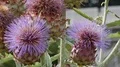 Blooming thistle flowers and bumble bees close up at sunny day 4k or 4k+ Resolution