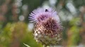 Blooming thistle flowers and bumble bees close up at sunny day 4k or 4k+ Resolution
