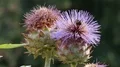 Blooming thistle flowers and bumble bees close up at sunny day 4k or 4k+ Resolution