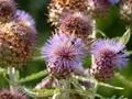 Blooming thistle flowers and bumble bees close up at sunny day Photo