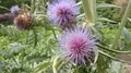 Blooming thistle flowers close up in botanic garden 4k 4k or 4k+ Resolution