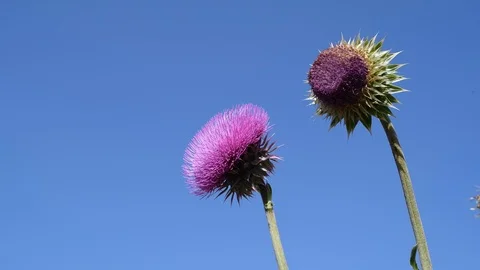Blooming Thistle Flowers Stock Footage 96701852
