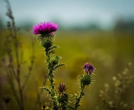 Blooming thistle. Stock Photos
