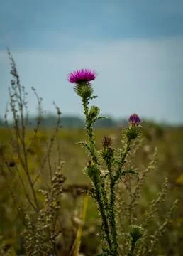 Blooming thistle. Stock Photos