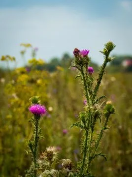 Blooming thistle. Stock Photos