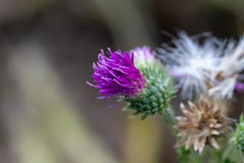 Blooming thistle Stock Photos
