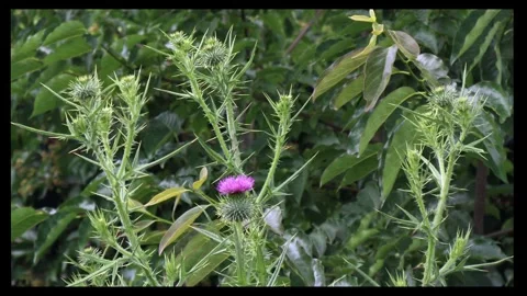 Blooming thistle plants among trees in the woods Stock Footage 296340013
