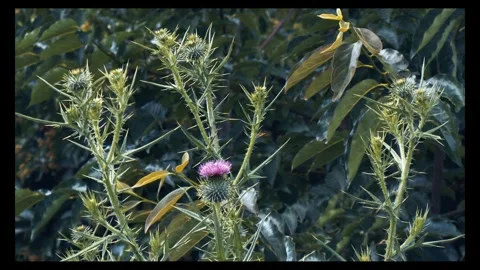 Blooming thistle plants among trees in the woods Stock Footage 296340049