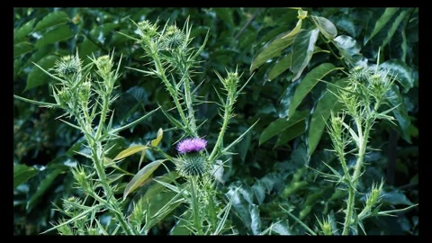Blooming thistle plants among trees in the woods Stock Footage 296340054