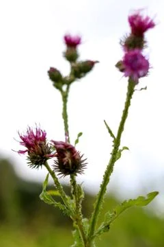 Blooming thistle on sky background. Stock Photos