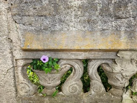 Blooming through stone Stock Photos