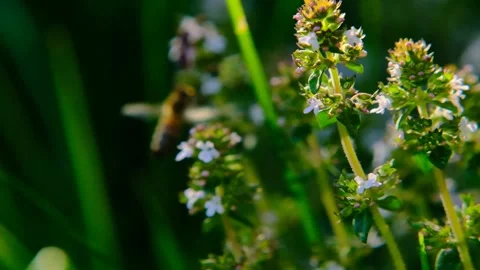 Blooming thyme and bees macro.Fragrant herbs and spices. Stock Footage 265603633