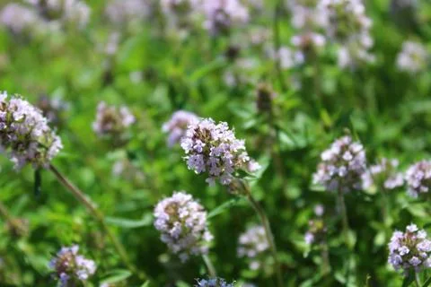 Blooming thyme in the garden Stock Photos