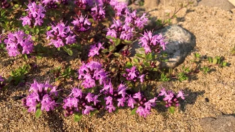 Blooming thyme plant in the wild 스톡 동영상 222721889